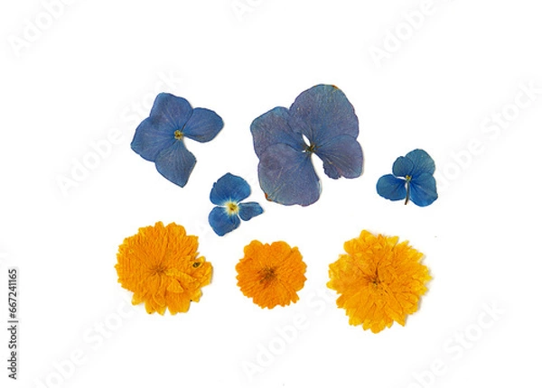 Obraz Set of yellow Sakura inflorescences and blue dried blue hydrangea flowers on a white background. Pressed floristry.