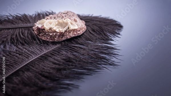 Fototapeta black feather with a seashell on a gray-blue background