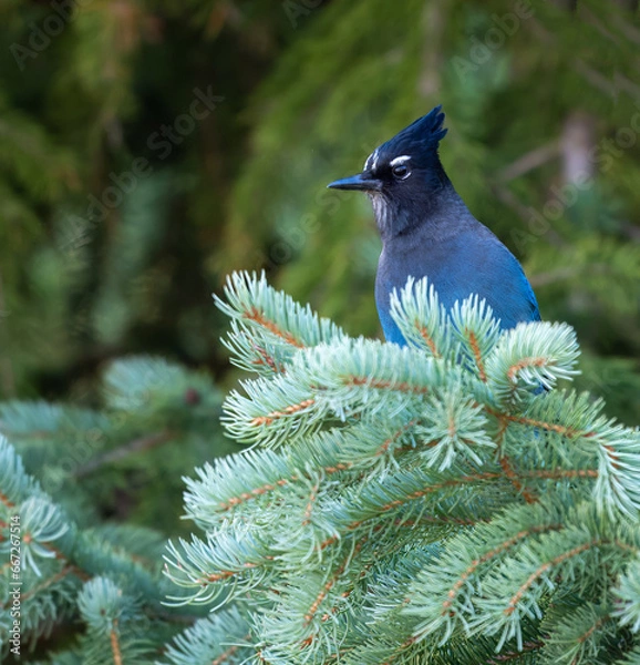 Obraz Steller's Jay