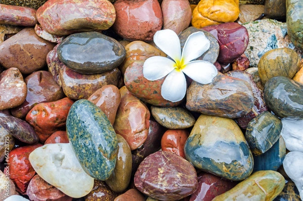 Obraz frangipani flower on pebble