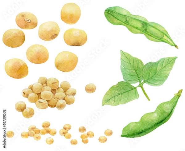 Obraz さまざまな大豆のイラストの水彩画　素材集　　大豆の葉と緑のさや