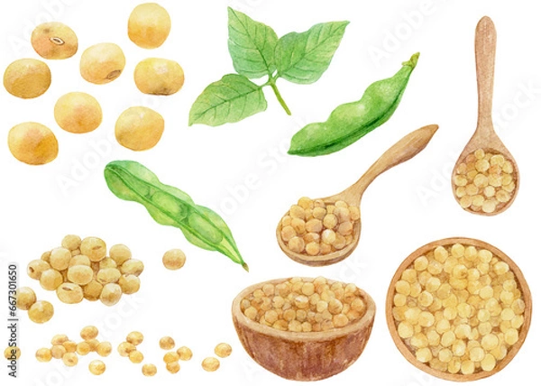 Obraz さまざまな大豆のイラストの水彩画　素材集　木の器に入った大豆　木のスプーンにすくわれた大豆　大豆の葉と緑のさや