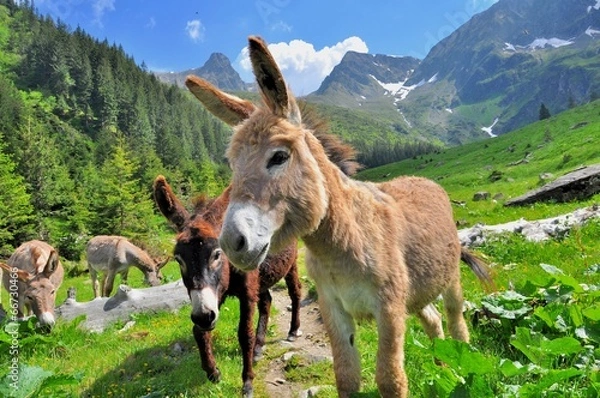 Obraz Mountain valey landscape with donkeys