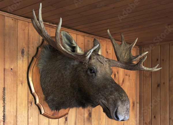 Obraz Stuffed moose head