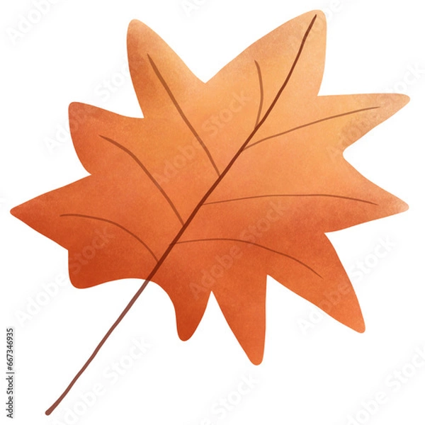 Fototapeta maple leaf isolated on white background