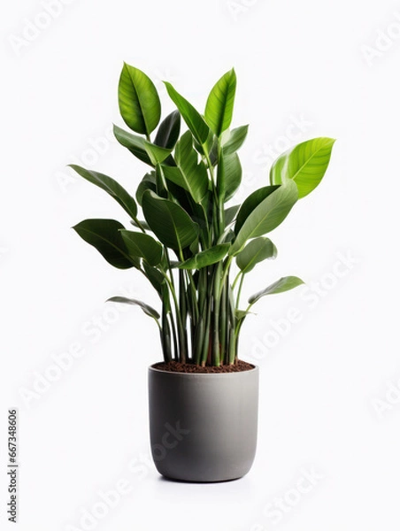 Fototapeta ZZ Plant (Zamioculcas zamiifolia) Studio Shot Isolated on Clear Background, Generative AI