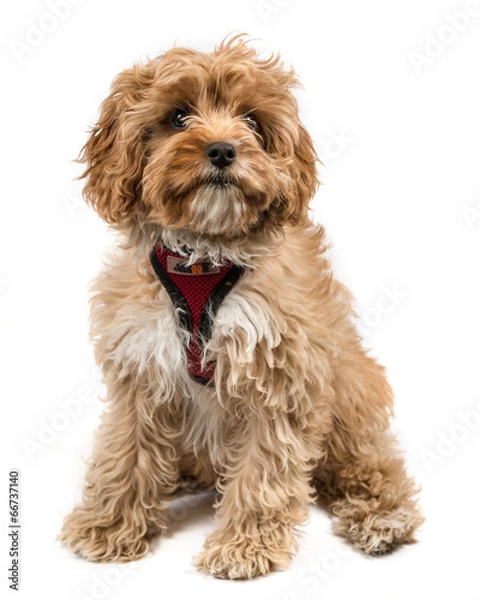 Obraz Cavapoo