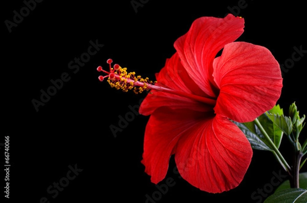Fototapeta Hibiscus flower