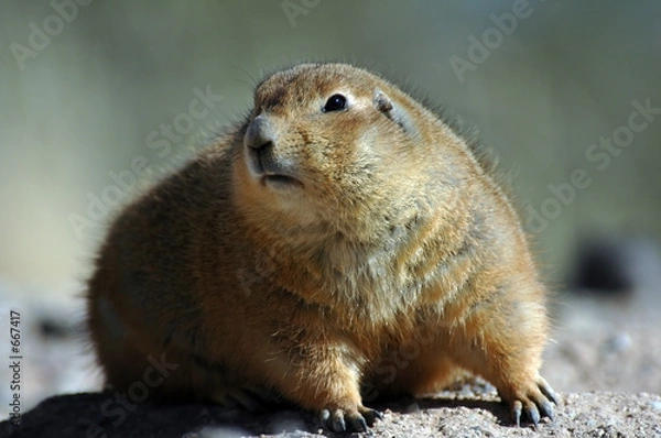 Obraz prairie dog