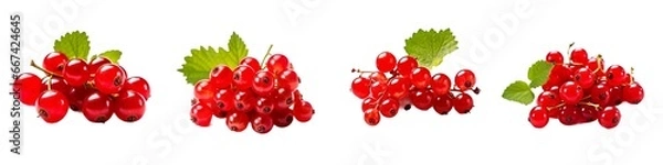 Fototapeta Red Currants