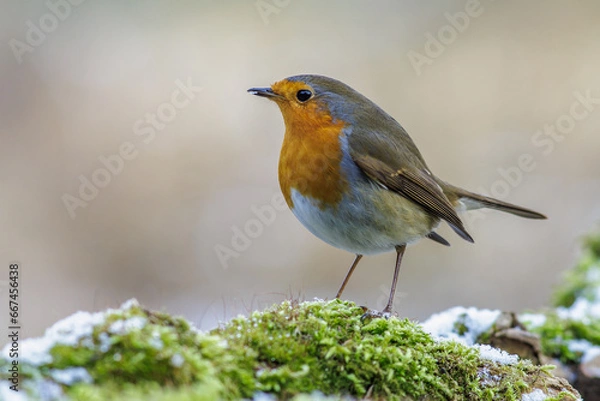 Fototapeta Rotkehlchen (Erithacus rubecula)