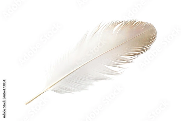 Fototapeta Feather Isolated