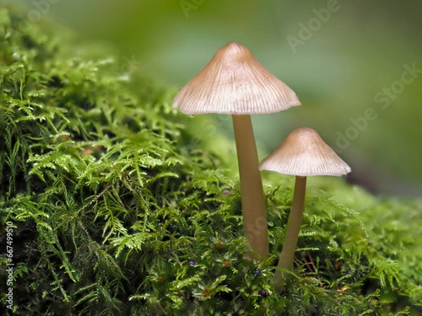 Fototapeta mushroom in the forest