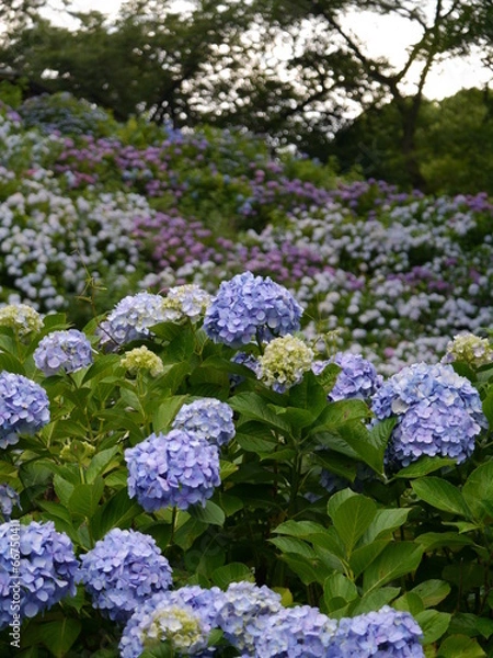 Fototapeta 夕闇に咲く一面のあじさい