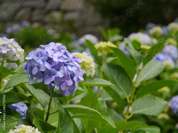 Fototapeta 小田原城　夕方のあじさい