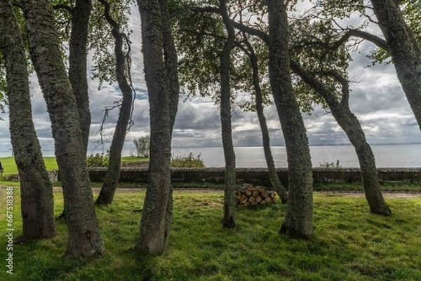 Fototapeta Trees by sea
