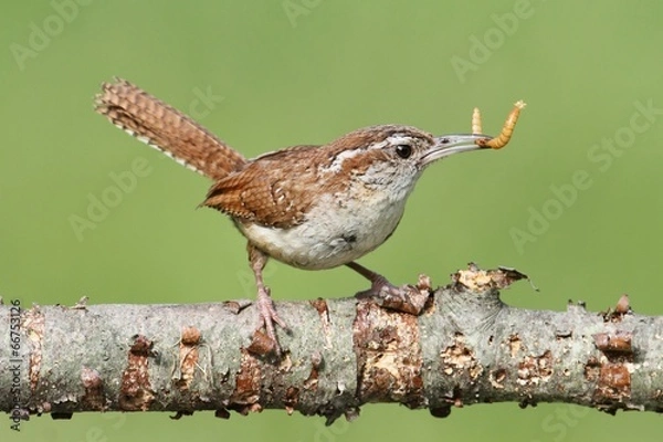 Obraz Carolina Wren On A Branch