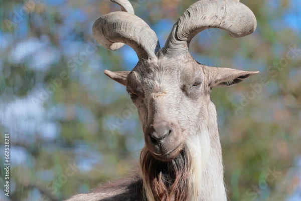 Fototapeta マーコール