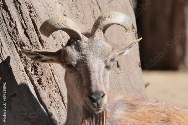 Fototapeta マーコール