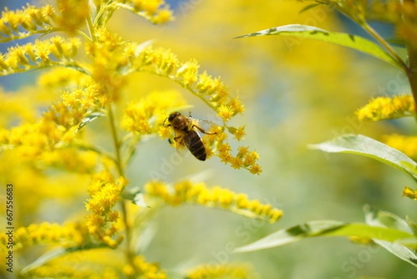 Obraz bee on a yellow flower