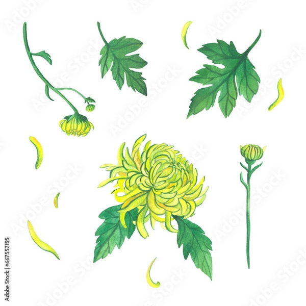 Obraz Watercolor illustration. Yellow chrysanthemum flower, leaves and its variants on a white background.