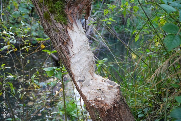 Fototapeta A tree cut down by beavers