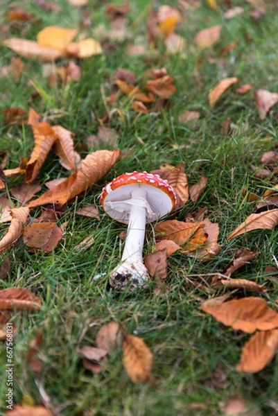 Fototapeta isolated red fly amanita on grass in fall