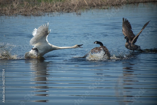 Obraz swan attacking goose