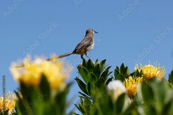 Obraz Male Cape Sugarbird perched on a flowering yellow pincushion fynbos plant.