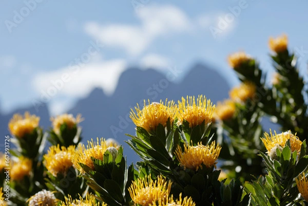 Obraz Multiple blooms of yellow pincushion flowers with dramatic high mountain peaks in the background. Species: Leucospermum conocarpodendron
