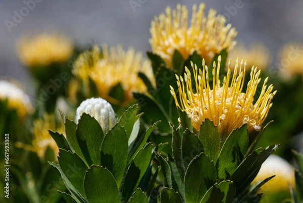 Obraz Yellow pincushion in flower with multiple blooms, close up. Species: Leucospermum conocarpodendron