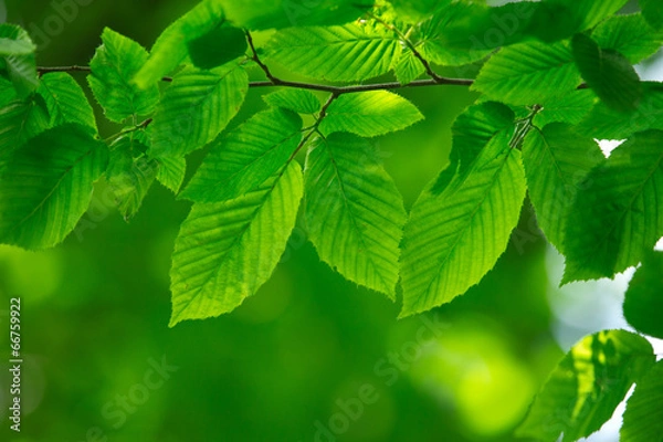Obraz green leaves