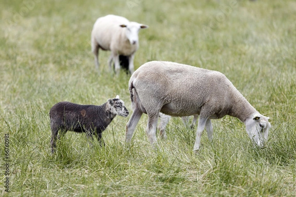 Fototapeta Schafe