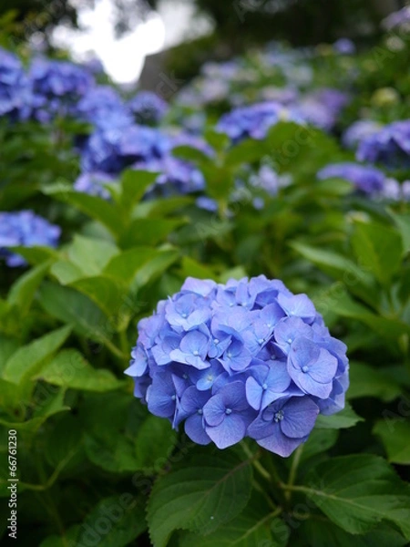 Fototapeta 紫陽花