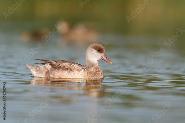 Obraz duck in the lagoon