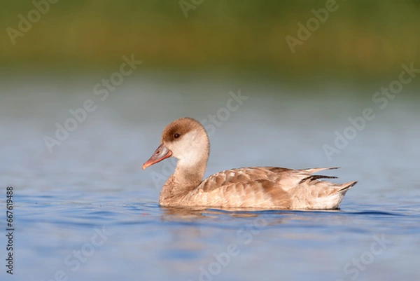 Obraz Duck in the lagoon