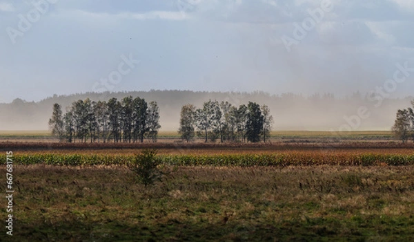Fototapeta Natural phenomenon. Very strong wind, dust, sand. Corn fields, forest, isolated grove of trees. Dry summer. Peat bogs