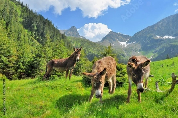 Obraz Donkeys close up portrait - on the high mountains