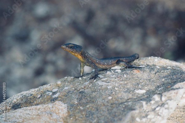 Obraz Lizard sitting on stone