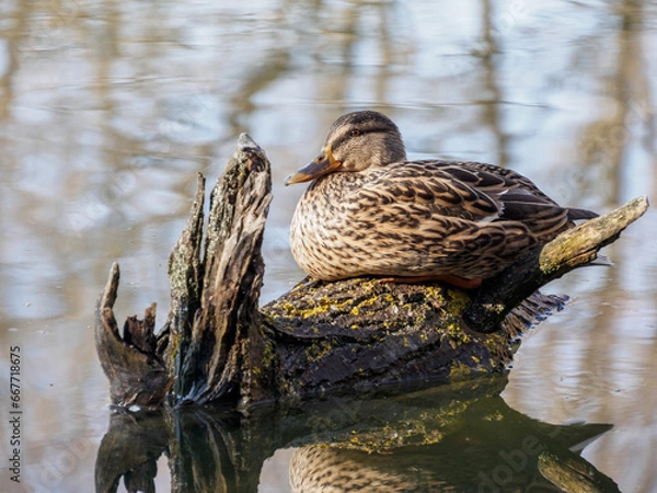 Obraz duck in the water