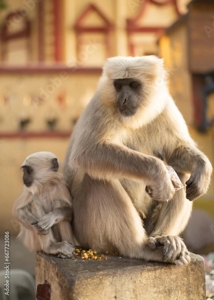 Fototapeta インド旅行　ヨガの聖地　リシケシ