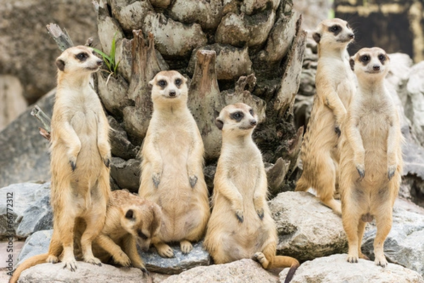 Obraz Meerkat or Suricate flock (Suricata suricatta)