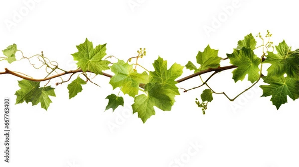 Fototapeta Grape leaves and branch on transparent background