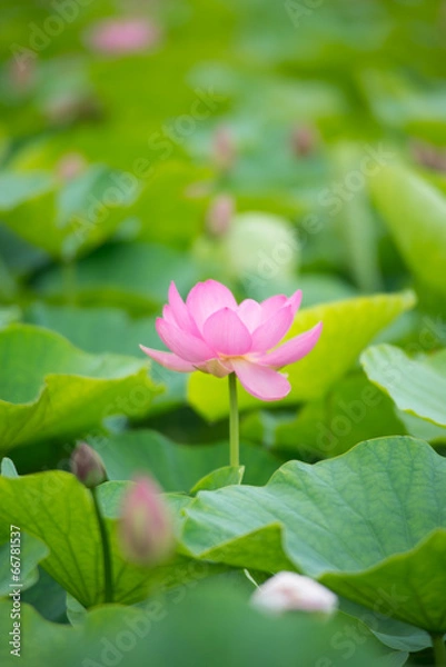 Fototapeta 満開のハス