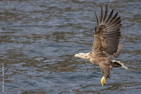 Obraz The sea eagle is Northern Europe's largest nesting bird of prey and the fourth largest of the world's eagles,Nordland county,Norway
