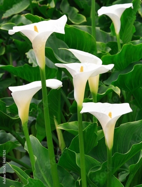 Obraz Arum Lilies