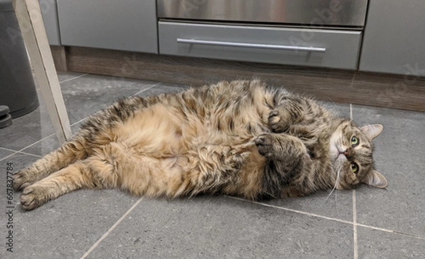 Obraz Cute tabby cat looks confused when lying on the kitchen floor