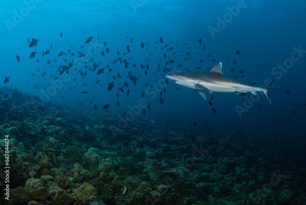 Fototapeta Dangerous and beautiful predator shark swimming in the deep of Indian Ocean