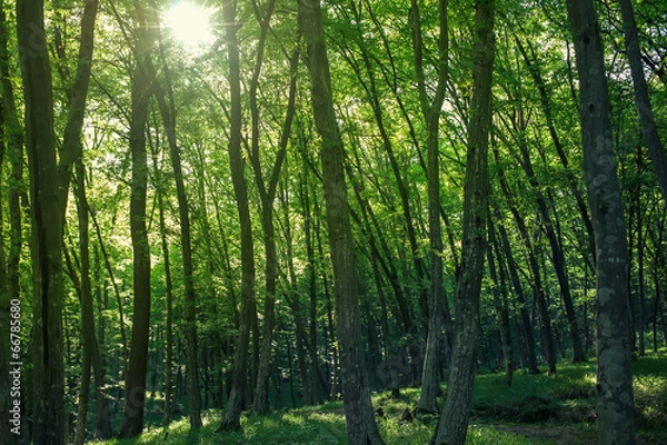 Fototapeta Sunlight goes through green leaves in summer forest