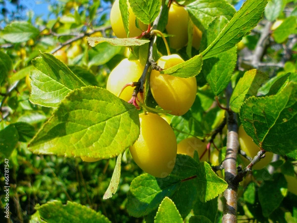 Fototapeta Сливы на дереве